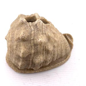 May include: A beige, seashell-shaped decorative item. The item has a rough, textured surface with a few small holes at the top. The overall shape is reminiscent of a conch shell, suitable for coastal decor.
