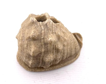 Sand Sculpture Conch Seashell Toothbrush Holder Bathroom Accessory Great Pencil Holder, Toothbrush holder, Brush Container