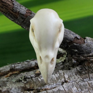 Raven Skull Deer Antler Carving Symbol of Wisdom - Organic, Ethically Sourced, 51mm