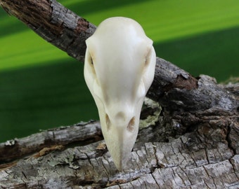 Raven Skull Carving • Deer Antler Pendant • Hand-Carved Totem Focal • 42mm