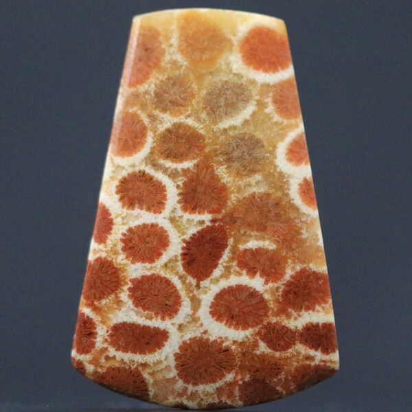 Elegant Fossilized Coral Agatized Sea Specimen from Indonesia Flat Polished Back Bezel Edged Gemstone Cabochon 37MM | 35.5 CARATS