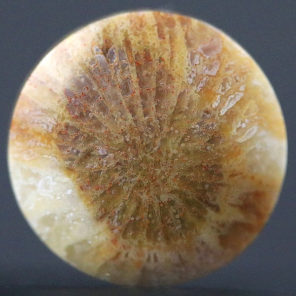 Flower Center Eye Fossilized Coral Petoskey Stone Flat Polished Back Round Cabochon Ring Pendant Designs Tutorials Lessons 16MM | 9 CARATS