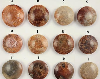 Cabochon fossile de corail – Pierres précieuses à motif floral | Méditation, calme et connexion terrestre