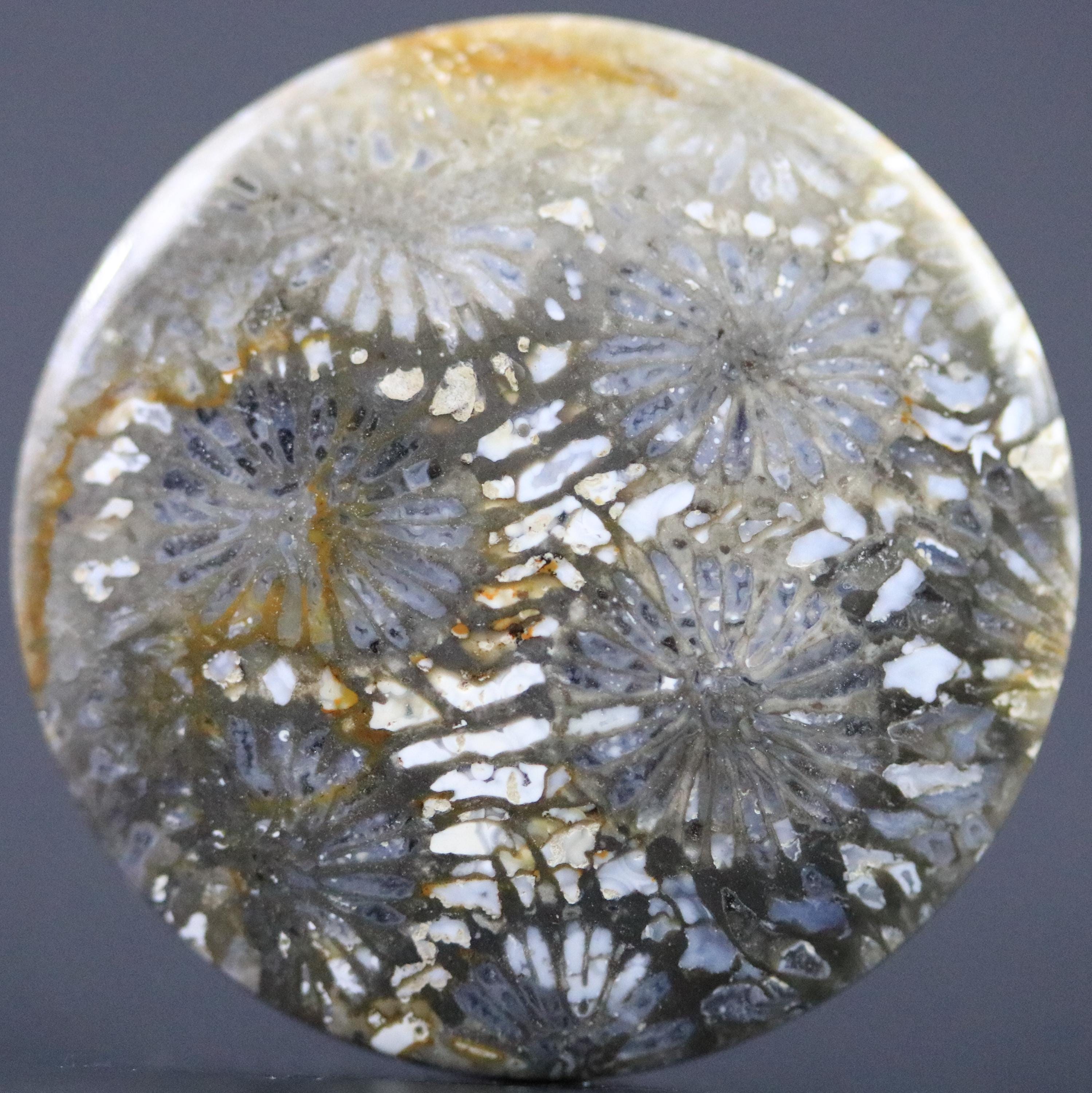 三角形の灰色化石 灰色の化石サンゴ：古代のサンゴ礁の石、化石化した海の宝石、星型、29