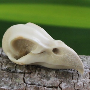48MM Raven Skull Deer Antler Carving Symbolism of Wisdom & Knowledge Hand Carved Jewelry Totems Hand Carved Organic Sculpture