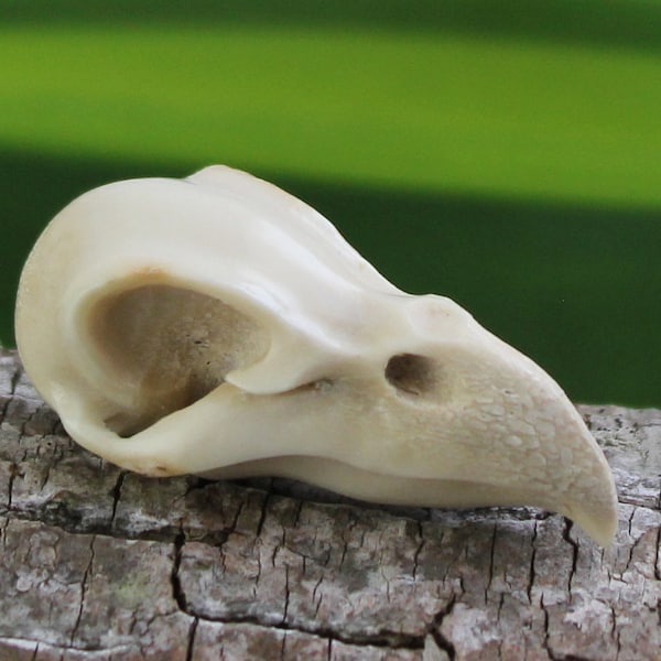 48MM Raven Skull Deer Antler Carving Symbolism of Wisdom & Knowledge Hand Carved Jewelry Totems Hand Carved Organic Sculpture