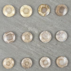 Op de afbeelding: Twaalf ronde, gepolijste fossiele koraal cabochons in beige en bruine tinten, gerangschikt in een rasterpatroon. Elke cabochon toont unieke patronen van gefossiliseerd koraal, met zichtbare texturen en kleurvariaties. Gepresenteerd op een grijze ondergrond.