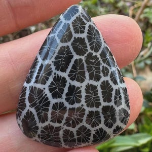 May include: A polished, teardrop-shaped stone with a striking black and white pattern. The intricate design resembles a network of floral or coral-like structures. The stone is held between fingers, showcasing its smooth, glossy surface.