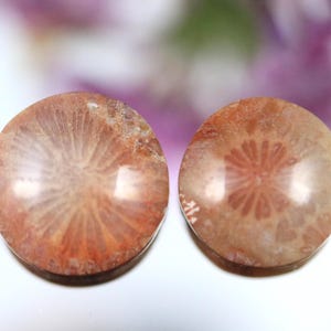 May include: Two round, polished, fossilized coral cabochons. The cabochons are a light brown color with a darker brown, radial pattern.