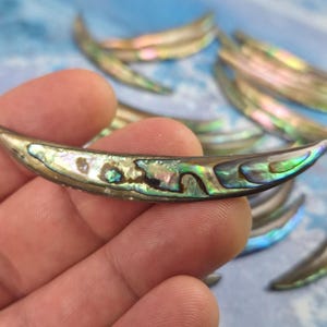 Long Abalone Shell Crescent Spike Focal • 77mm