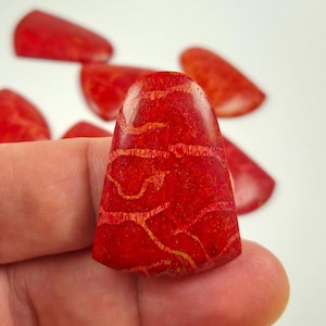 May include: Close-up of a polished, vibrant red coral cabochon with intricate natural patterns. The coral is held in a hand, with several other coral pieces visible in the background. The cabochon is approximately 1.5 inches long.