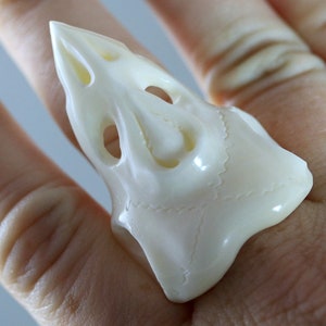 May include: A cream-colored, sculpted ring in the shape of a stylized skull. The ring features open eye sockets and other carved details, with a smooth, glossy finish. The ring is worn on a finger.