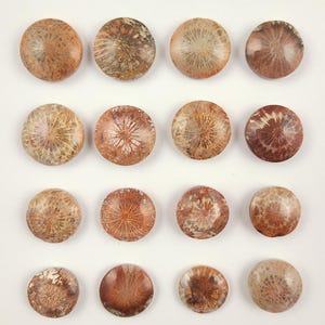 Fossilized Coral Cabochon: Flower Polyp Gemstone, Healing Crystal (13-16mm)