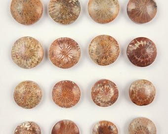 Fossilized Coral Cabochon: Flower Polyp Gemstone, Healing Crystal (13-16mm)