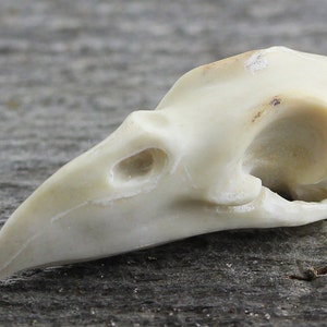 Raven Skull Pendant, Organic Deer Antler Carving, 31mm