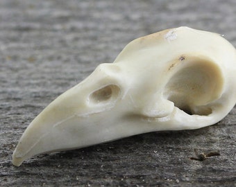 Hand-Carved Antler Raven Skull Totem Focal for Amulets, Jewelry, Altars • 31mm