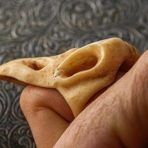 May include: A carved bone ring in the shape of a bird skull, held in a hand. The ring is a light tan color with detailed carving, featuring eye sockets and a beak. The background is a textured, patterned surface.