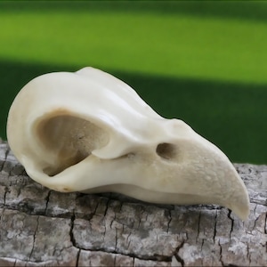 May include: A white bird skull with a detailed bone structure. The skull is lying on a piece of weathered wood.