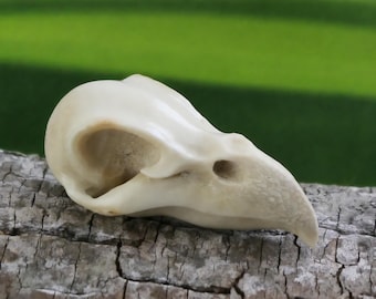 Deer Antler Raven Skull Carving for Totem, Altar, Jewelry Design • 51mm