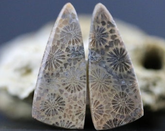 Agatized Sea Coral Pair Fossil Matching Polished Gemstone Set Ancient Fossil Set Untreated Fossilized Sea Specimens