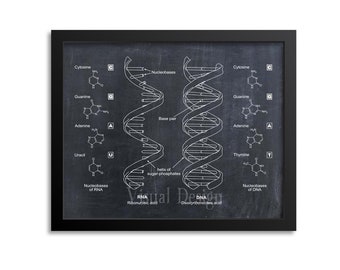 DNA Print Wall Art, RNA Print Art, Science Art, Human DNA, Biology Print, Science Art Print Poster, Genetic Code, Science Teacher Gift