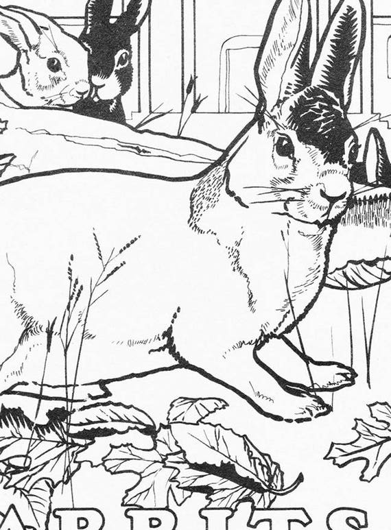 Download Rabbits Coloring Page Coloring Book Digital Download Etsy