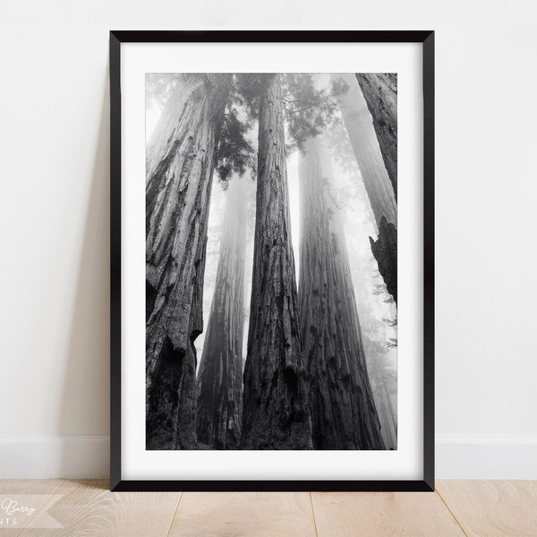 Sequoia National Forest Wall Art Print | Home Decor | Nature Print | Black and White Photography | Instant Download | Digital | PRINTABLE