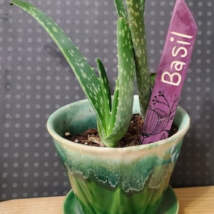 Puede incluir: Una planta de aloe vera en maceta con hojas verdes y blancas moteadas. La planta está en una maceta de cerámica verde con un platillo a juego. Un marcador de planta morado con la palabra "Albahaca" está en la maceta.