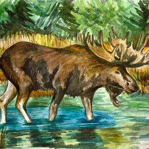 Canadian Wildlife Moose Fine art Aquarelle Print « Moose Bath »