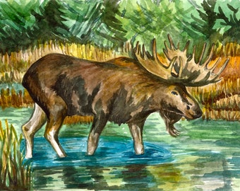 Canadian Wildlife Moose Fine art Watercolor Print &quot;Moose Bath&quot;