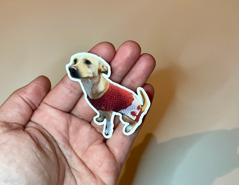 May include: A white dog wearing a red sweater with a white snowflake pattern. The dog is standing on a white background.