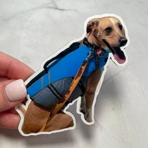 May include: A brown and white dog wearing a blue life vest and a brown leash. The dog is sitting and looking to the right.