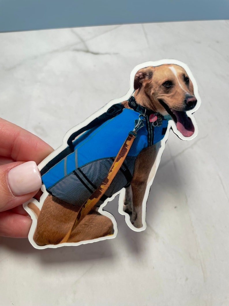 May include: A brown and white dog wearing a blue life vest and a brown leash. The dog is sitting and looking to the right.