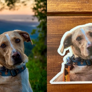 May include: A close-up of a brown and white dog wearing a blue and brown collar with a leash. The dog is looking directly at the camera. The background is a blurry image of a mountain range.