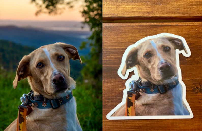 May include: A close-up of a brown and white dog wearing a blue and brown collar with a leash. The dog is looking directly at the camera. The background is a blurry image of a mountain range.