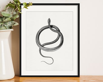 Vintage Snake Print: Restored Serpent Illustration, Minimalist Art