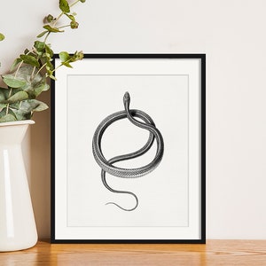 Snake Print, Snake, Serpent, Snake Art, Living Room Art, 8x10 Print, 5x7 Print, Minimalist Art, Affordable Art, Office Art, Birthday Gift