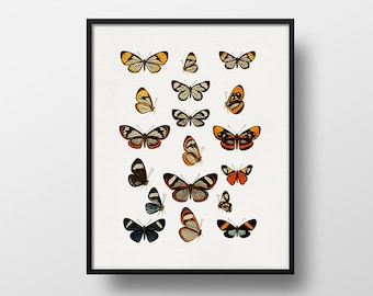 May include: A framed print featuring a collection of 16 different butterfly illustrations. The butterflies are depicted in various colors, including orange, yellow, black, and white, against a white background.