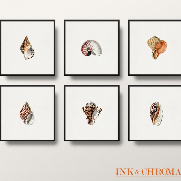 Ensemble d’impression Shell de 6, Beach Shell Wall Art, Ensemble d’impression côtière, 8x8 / 8x10 / 5x7 Shell Print Set, Tropical Holiday Memory, Multiple Print Set