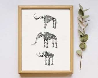 May include: A black and white illustration of three mammoth skeletons in a wooden frame. The skeletons are arranged vertically, with the largest at the top and the smallest at the bottom.