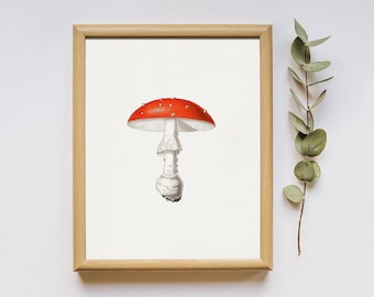 Red Toadstool Art Print: Vintage Fungi Illustration