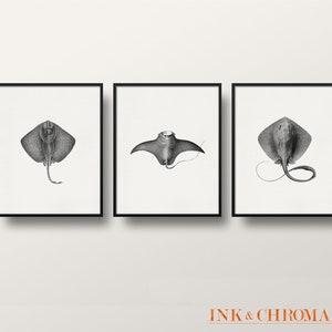 Sea Ray Print Set, Manta Ray Print, Set of 3 Wall Art, Ocean Print, Sealife Art,  3 Ray Posters, 8x8 Art, 8x10 Print, Bedroom Bathroom Decor