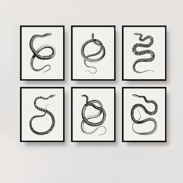 Set of 6 Snake Prints, Poster Combo Pack, Multipack of Serpent Wall Art Prints, Group of Prints, 8x10 / 8x8 / 5x7 / A4