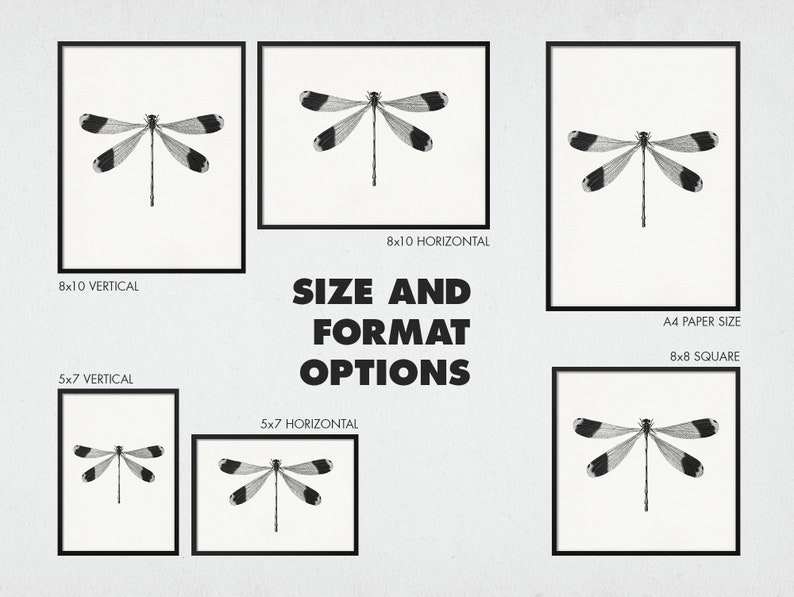 May include: A black and white illustration of a dragonfly in various sizes and formats, including 8x10 vertical, 5x7 vertical, 8x10 horizontal, 5x7 horizontal, A4 paper size, and 8x8 square.