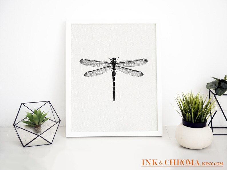 May include: Black and white illustration of a dragonfly with detailed wings, printed on a white background and framed in a white frame.