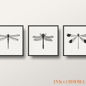 May include: Three black and white illustrations of dragonflies in square frames. The dragonflies are depicted in a vintage style.