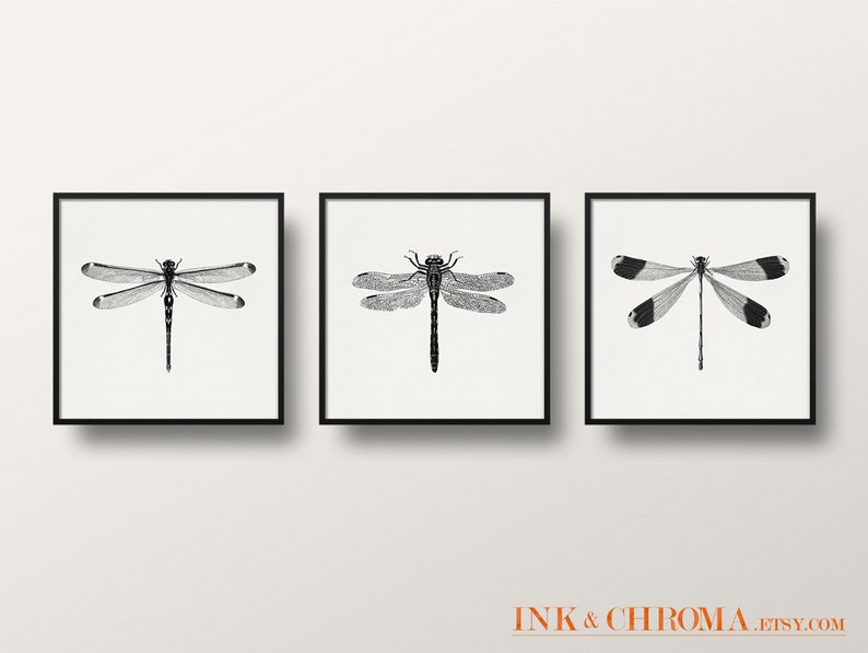 May include: Three black and white illustrations of dragonflies in square frames. The dragonflies are depicted in a vintage style.