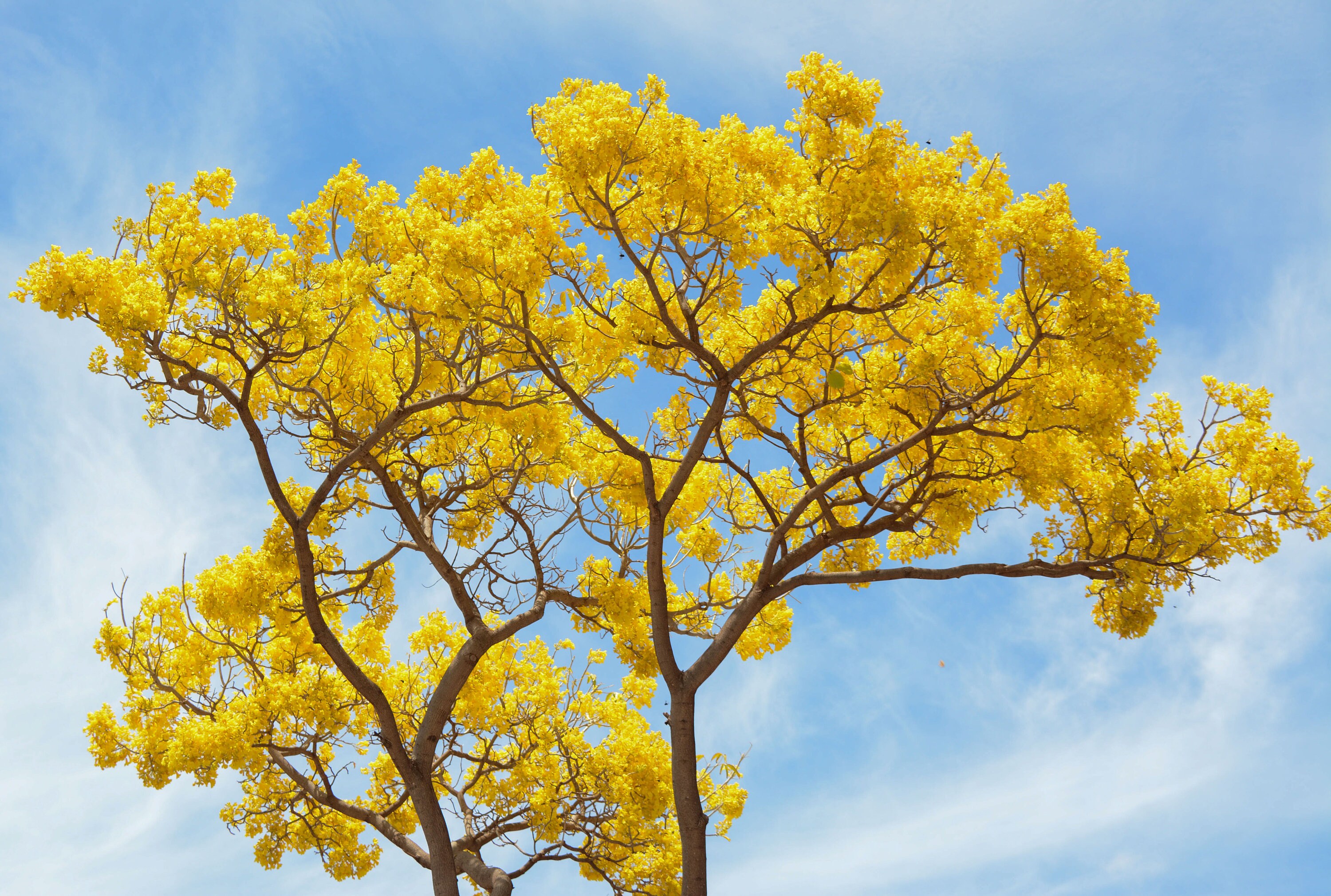 Hawaii Art, Trumpet Tree, Original Photography, Tropical, Digital