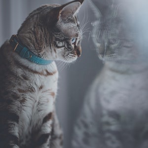 May include: A silver and brown tabby cat with blue eyes wearing a textured teal blue collar with a gold-toned buckle. The cat is positioned in profile, looking toward its own reflection visible on a smooth, reflective glass surface.