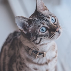 May include: A brown and grey tabby cat with striking light blue eyes, wearing a simple beige collar with a metal buckle. The cat has dark stripes on its face and a spotted coat pattern, looking upward with an alert expression and long whiskers.